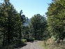 Bosque panderruedas