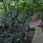 FAEDO DE CIÑERA